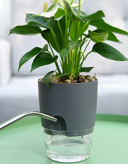 Load image into Gallery viewer, Transparent  Self Watering Flowerpot
