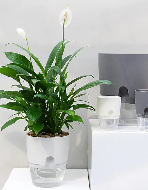 Load image into Gallery viewer, Transparent  Self Watering Flowerpot
